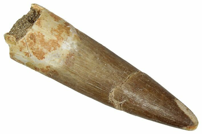 Fossil Plesiosaur (Zarafasaura) Tooth - Morocco #349834